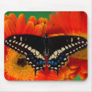 Search for swallowtail butterfly mouse mats Papilio polyxenes
