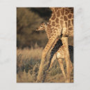 Search for parents postcards Wildlife