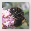 Search for bumblebee clocks Flowers