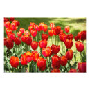 Search for pet memorial posters Photography