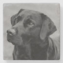 Search for black labrador coasters Retriever