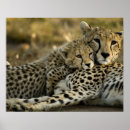 Search for affection posters Nature