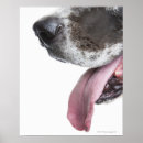 Search for harlequin great dane art Vertical
