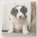 Search for border collie coasters Pet