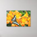 Search for blue butterfly canvas prints Wildlife