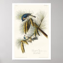 Search for titmouse posters Bird