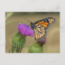 Search for danainae Danaus