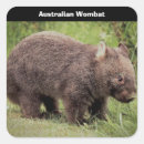 Search for wombat stickers Animal