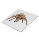Search for arachnids tiles Arachnophobia
