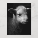 Search for lamb postcards Livestock
