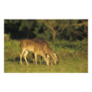 Search for interaction posters Animal
