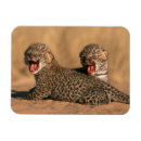Search for pardus Carnivore
