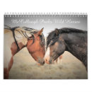 Search for arabian horse Wildlife