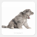 Search for domestic animal stickers Dogs