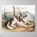 Search for canis posters Mammal