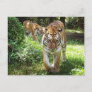 Search for tiger postcards Kitty