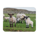 Search for danita delimont magnets Curiosity