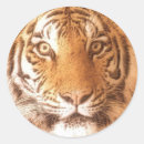Search for tiger face stickers Cat