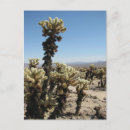 Search for mojave vertical postcards Cactus