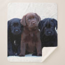Search for chocolate lab blankets Labrador retriever