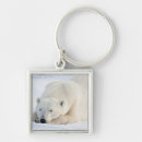 Search for polar key rings Arctic