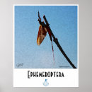 Search for flyfish posters Montana