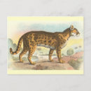 Search for wildcat postcards Felis
