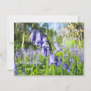 Search for bluebell flowers postcards Forest