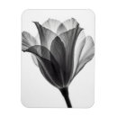 Search for serene magnets Botanical