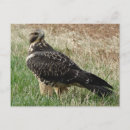 Search for hawks postcards Wildlife photography
