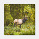 Search for bull elk magnets Antlers