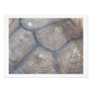 Search for tortoise shell posters Brown