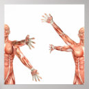 Search for muscular anatomy posters Human