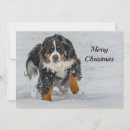 Search for bernese mountain dog cards Snow