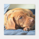Search for vizsla magnets Puppy