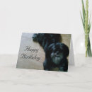 Search for lhasa apso cards Photography