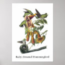 Search for ruby throated posters Nature