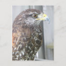 Search for hawks postcards Raptor