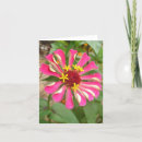 Search for multicolor photography Floral