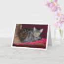 Search for cushion cards Cat