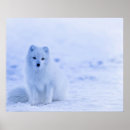 Search for arctic fox posters White
