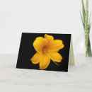 Search for lillies photography Nature