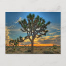 Search for mojave desert postcards Cactus