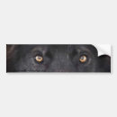 Search for eye bumper stickers Wildlife