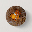 Search for anemone badges Coral reef