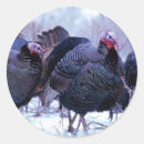 Search for round wild turkey stickers Thanksgiving
