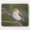 Search for birdwatching electronics Cute