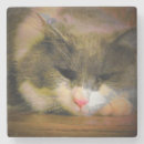 Search for kitty coasters Whiskers