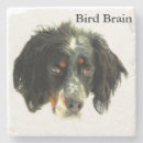 Search for bird brain Birds