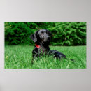 Search for black lab posters Animals